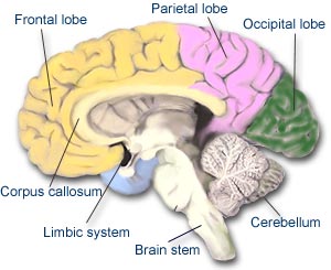 Inside Brain