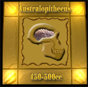 Australophithacus Brain Size