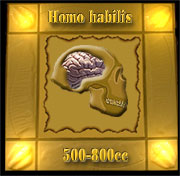 Homo habilis brain size