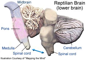 Reptilian Brain